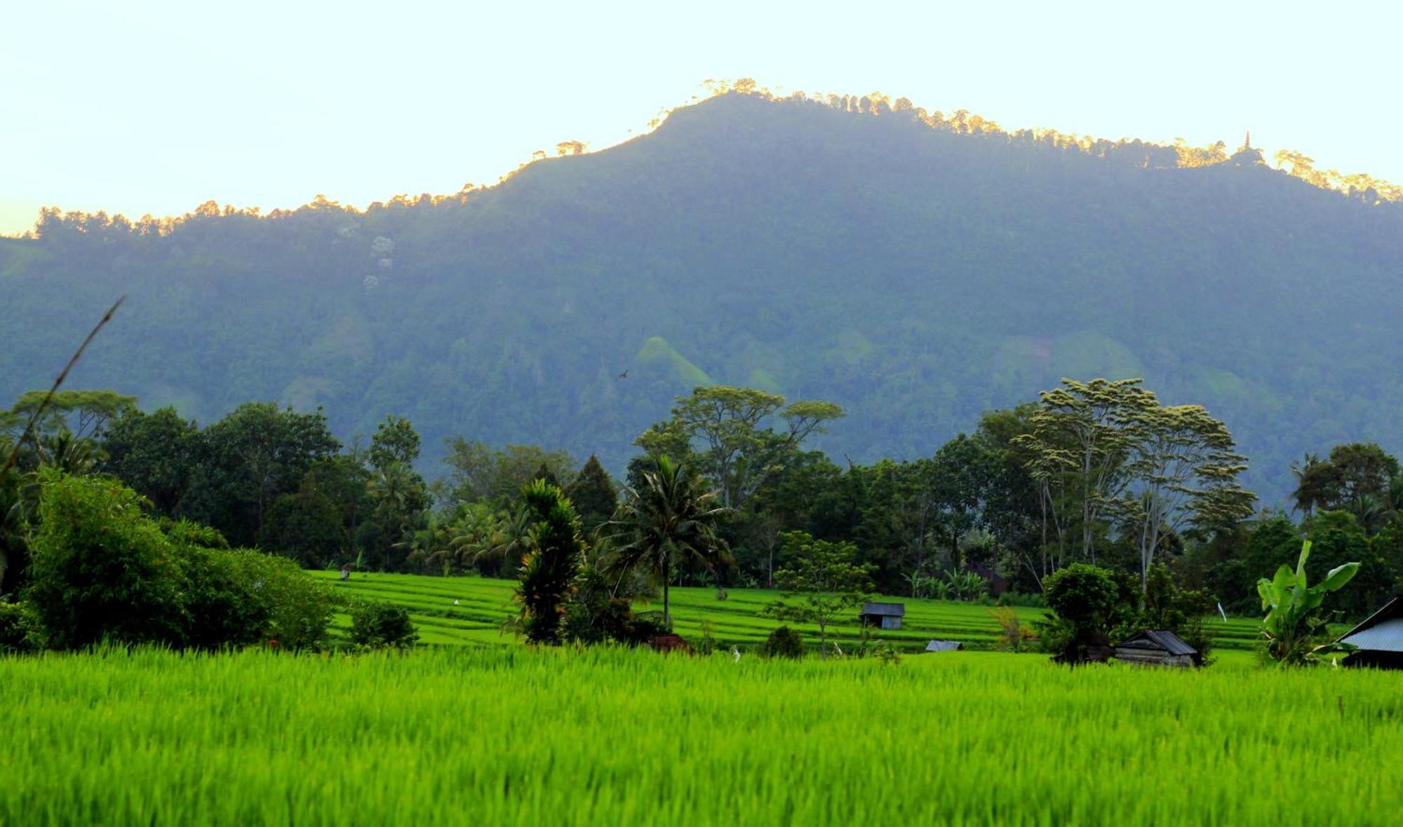 Giri Carik Hotel Sidemen  Luaran gambar